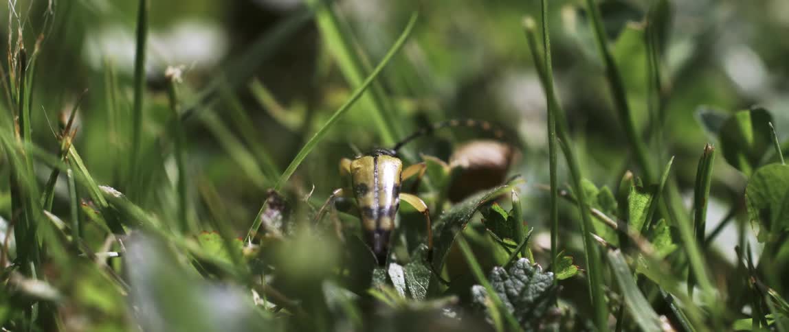 A bee crawls on a piece of grass