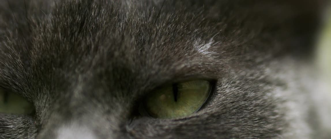 Extreme close up of a cat with greens eyes