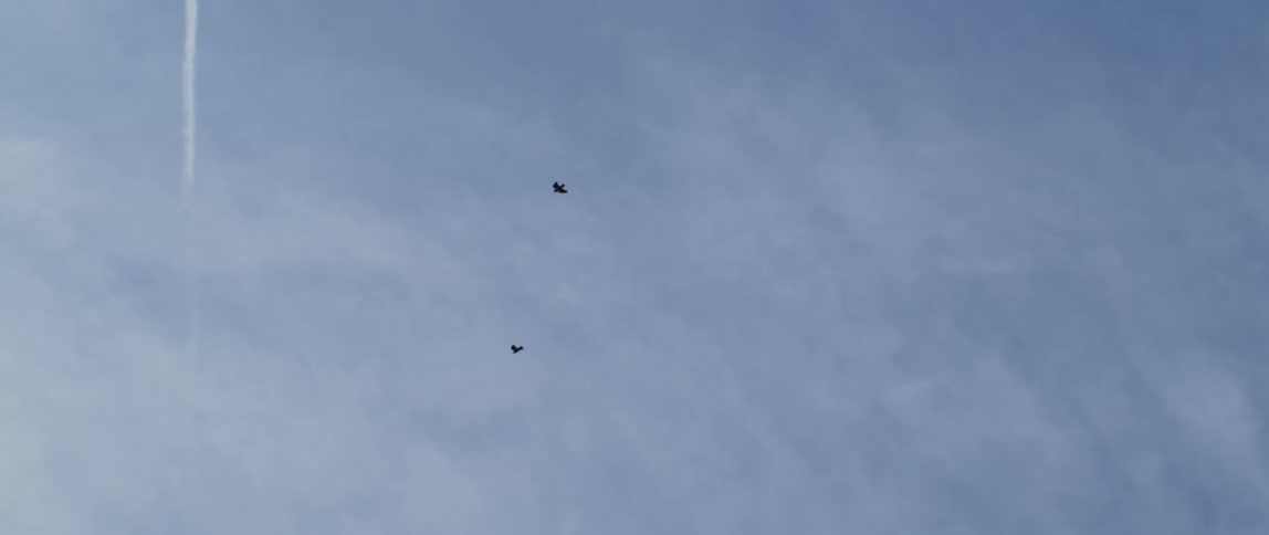 Two birds fly in the cloudy sky