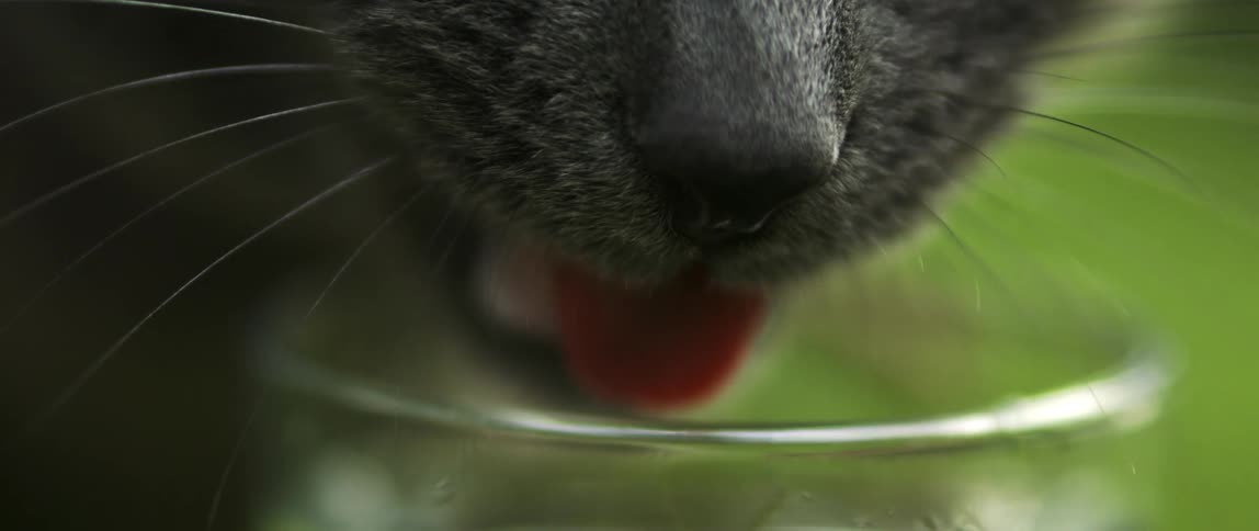 Slow motion close up of a black cat drinking water from a glass dish