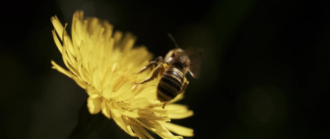 Bee performing pollination and flying from a yellow flower