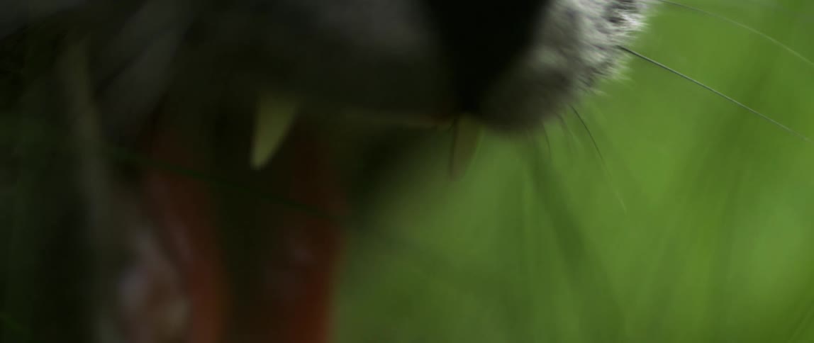 Closeup of a cats snout opening its mouth