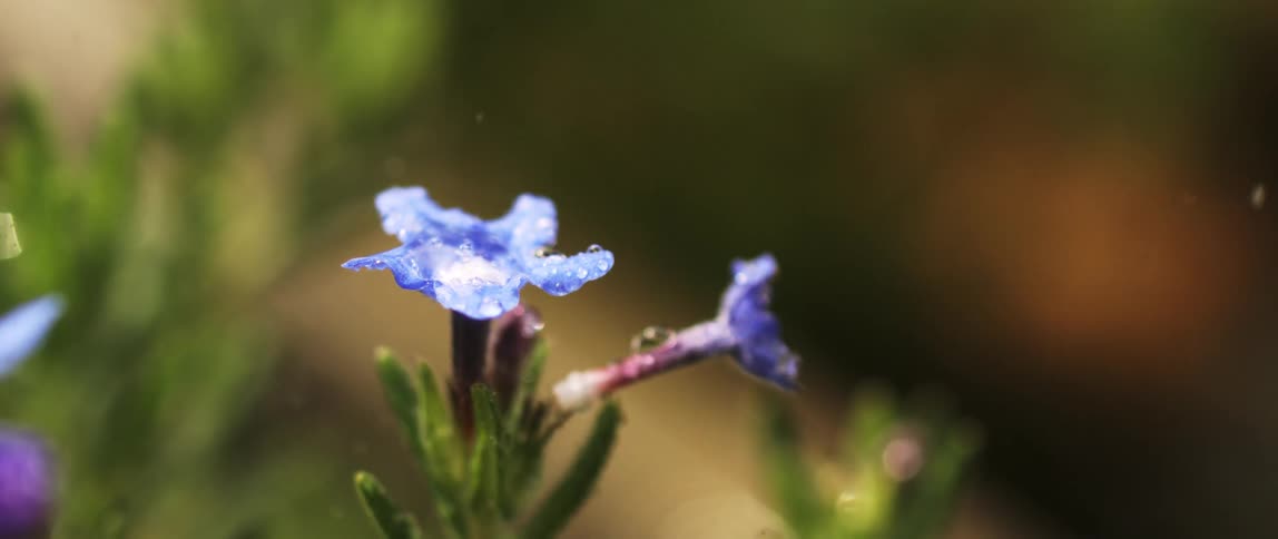 Rain drops falling on a plant with small blue flowers