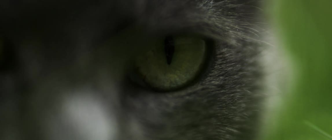 Close up of the eye of a staring grey furred cat