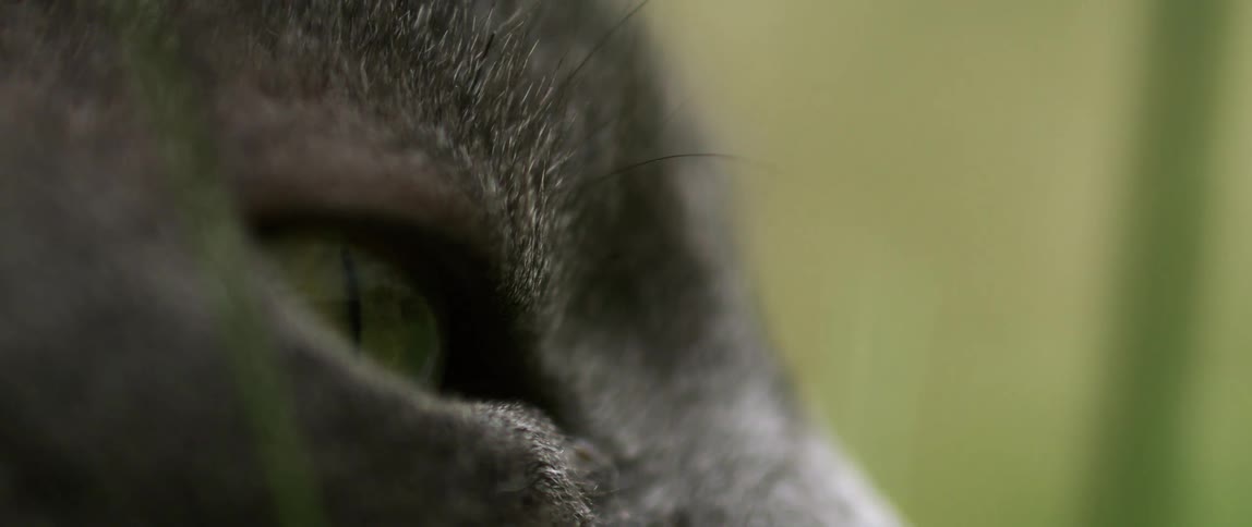 An animals face covered in black fur is shutting its eyes