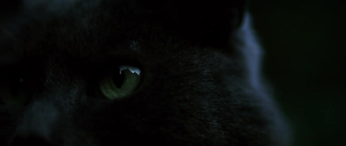 Extreme closeup of a cats green eye