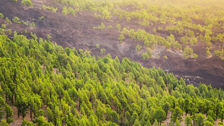 Lush green forest in the mountains with fading natural sunlight