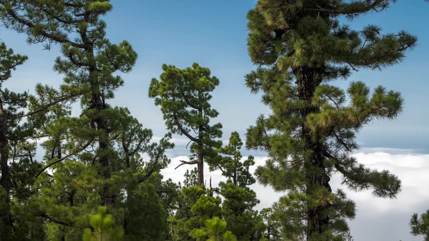 Time lapse of white clouds passing along tall pine trees under a blue sky