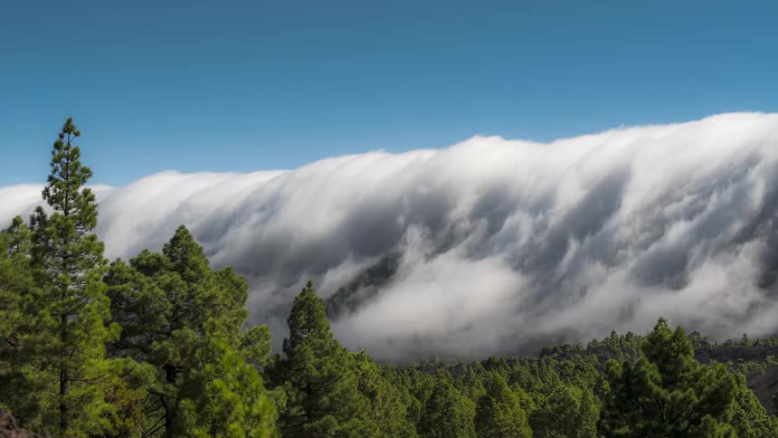 Heavy clouds flow down slope onto conifer forest on an azure day