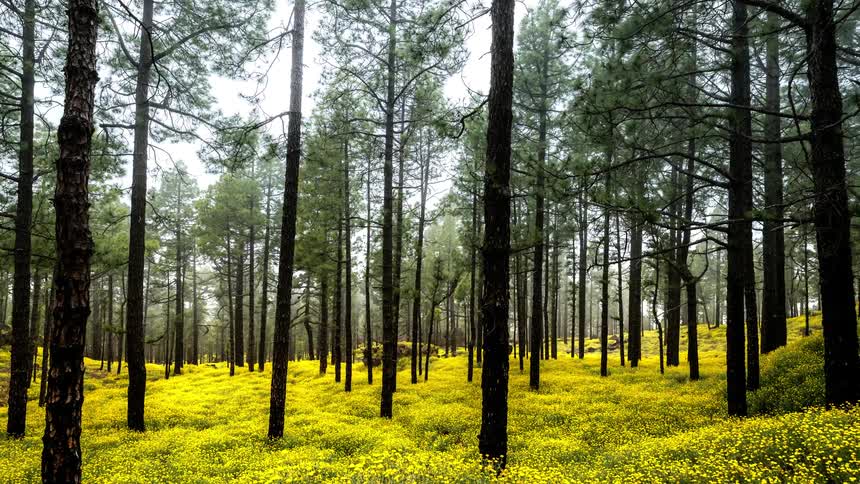 Many tall thin trees in a forest with a lot of yellow flowers