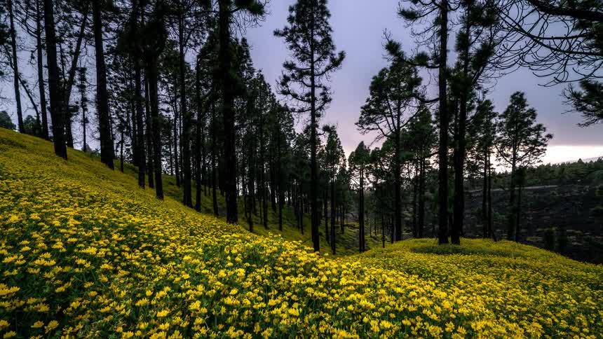 Vibrant field covered in yellow flowers with tall trees in the background under a colorful dawn sky