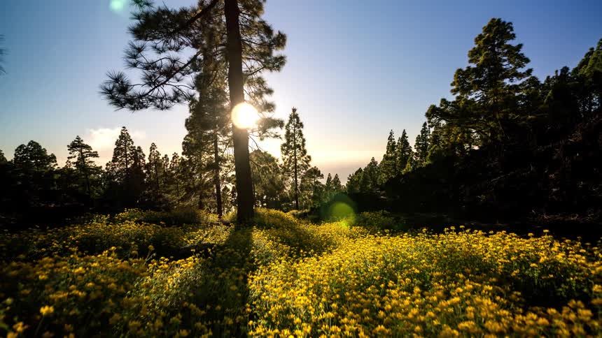 Time lapse of a sunlit forest with tall pine trees and a ground covered in yellow flowers
