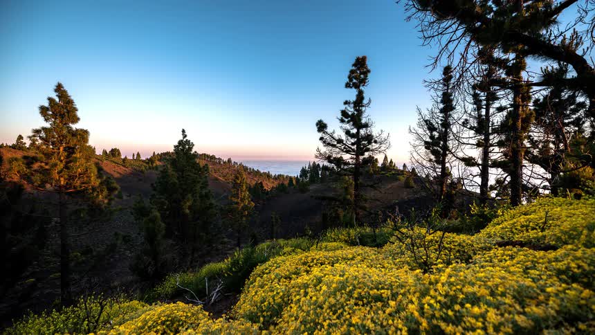 Time lapse view of the sun setting in horizon of the forest