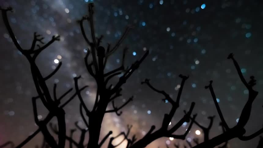 Silhouette of bare tree branches against a starry night sky with shooting stars