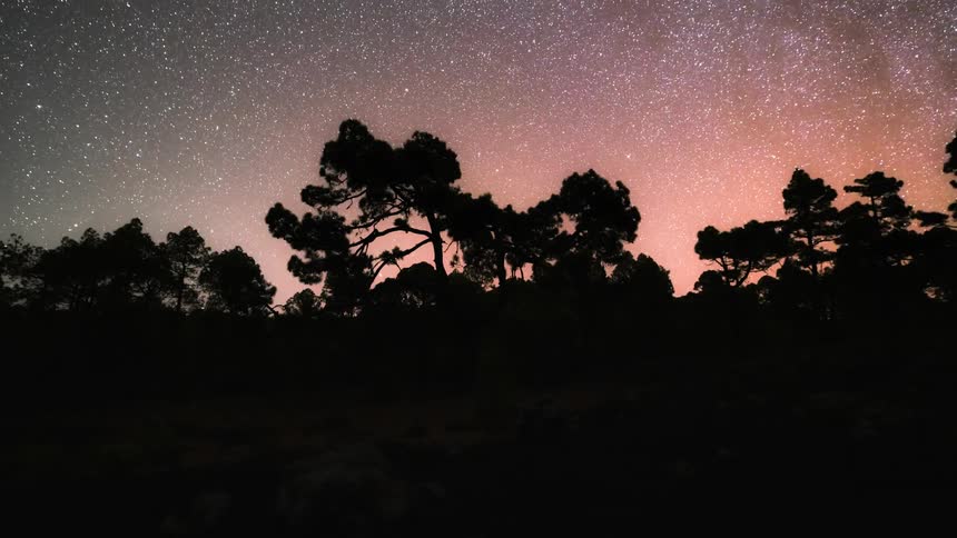 Scenery of a forest with a dusk day and stars appearing in the sky