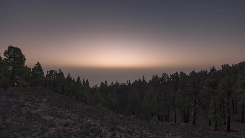 Time lapse of the sun setting behind a pine tree forest