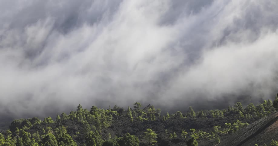 A layer of white clouds rolling over a pine tree forest in the mountains