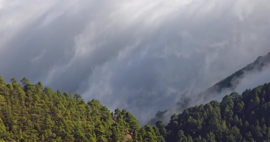 Mountainous landscape with forest and low dense clouds