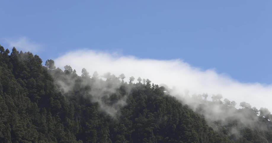 A bank of fog passes over a mountain ridge thats covered in forest