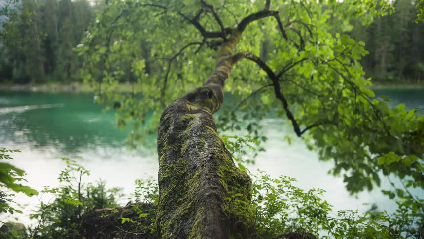 Green tinted water flows past forested shores on a windy day