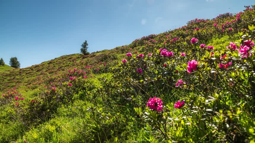 Greenish mountain with pink flowers and partly cloudy blue sky