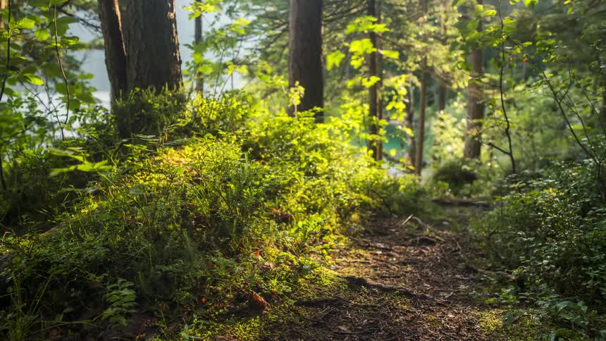Sunlit forest scene with light filtering through the trees and a greenish lake in the background