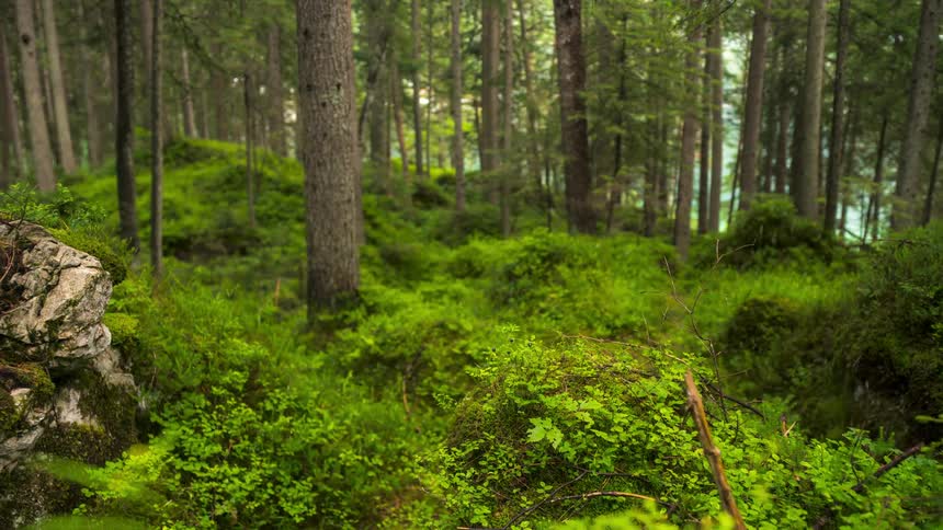 Time lapse of a dense forest with mosscovered rocks and tall slender trees