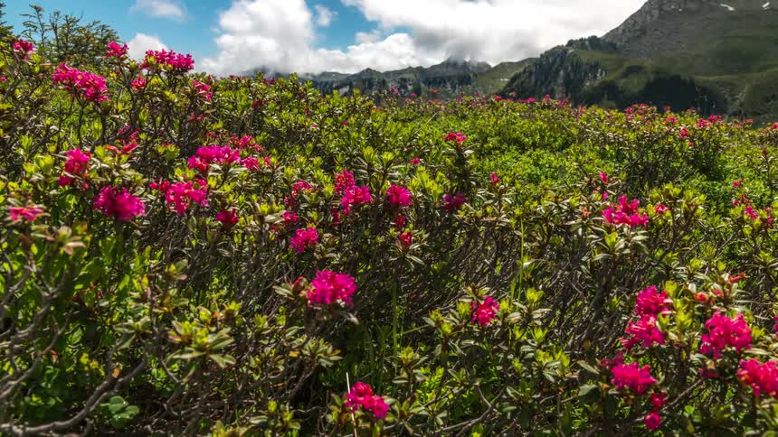 Pink flowerbed on the edge of mountains on a cloudy day