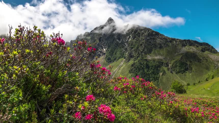 Clouds of blessings passing above mountains and pink flowers in the foreground