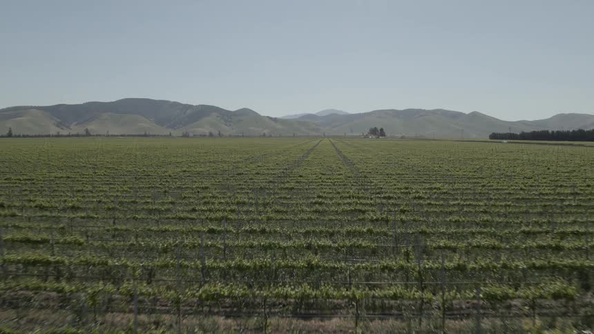 Rows of grape vines in large vineyard