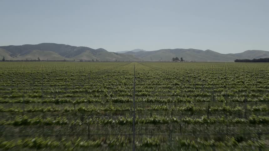 Rows of crops covering a large area of land on a clear day with mountains in the background