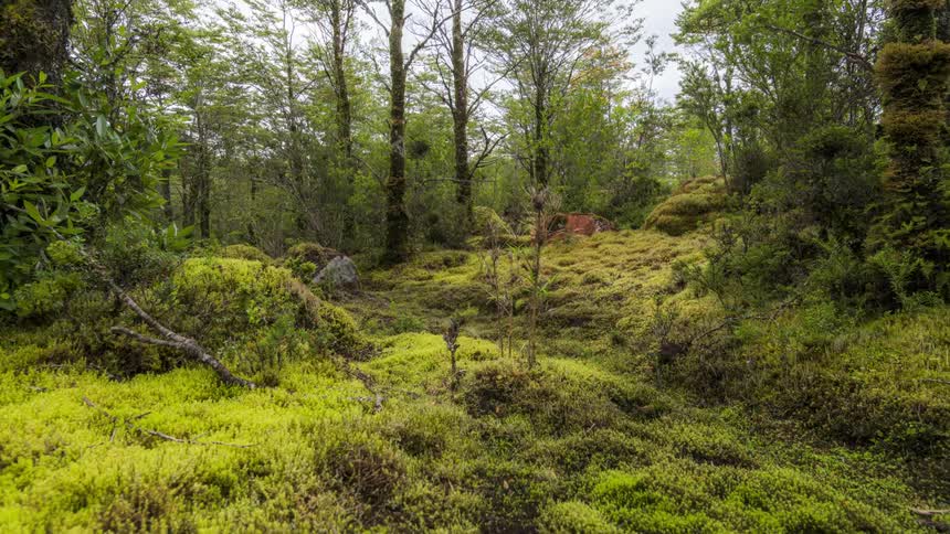 The forest is covered in green