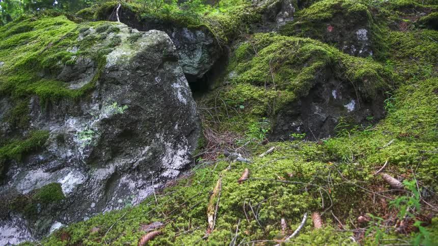 Trees are on the hill of rocks