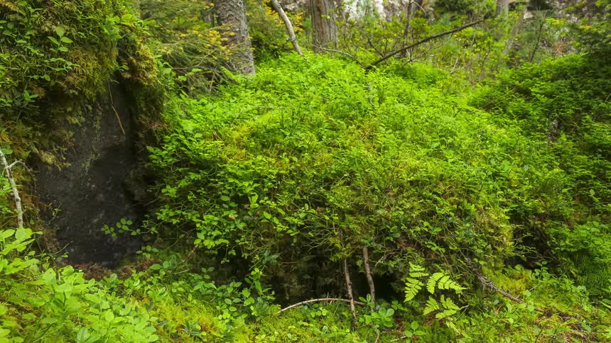 The forest is lush and full of bushes