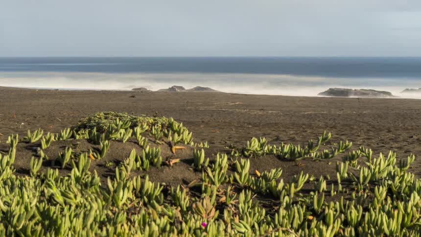 Undergrowth by the sea with cloudy sky