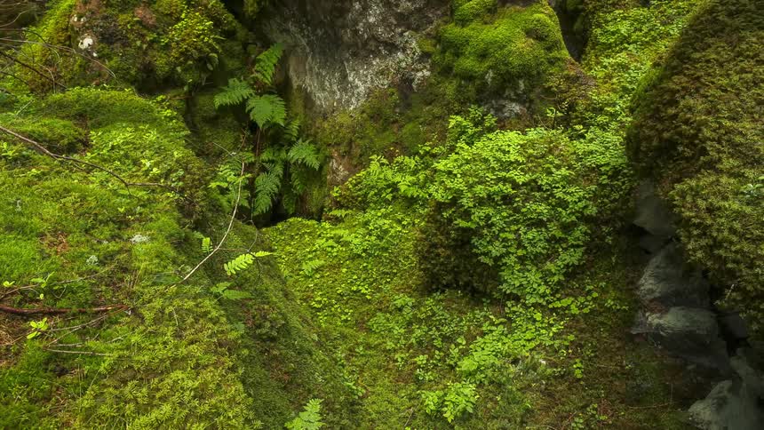 Birds eye view of a forest filled with plants and vegetation