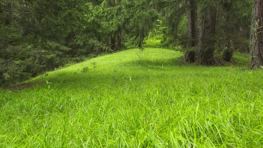 Greenish grassy ground in a forest