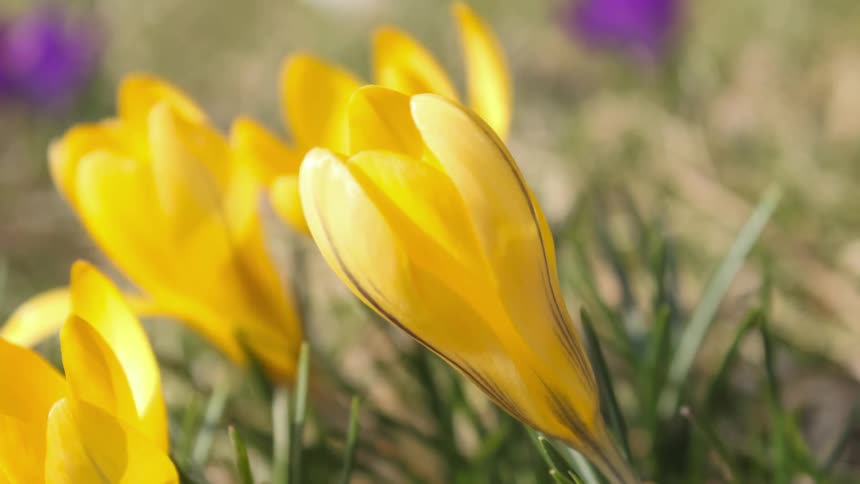 Extreme closeup on yellow flowers opening and blooming