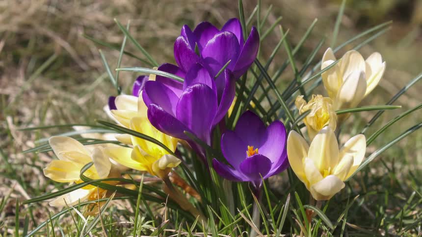 A cluster of purple and yellow crocus flowers surrounded by green grass