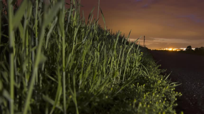 Bed of greenish plants against a night sky with heavy and intense clouds