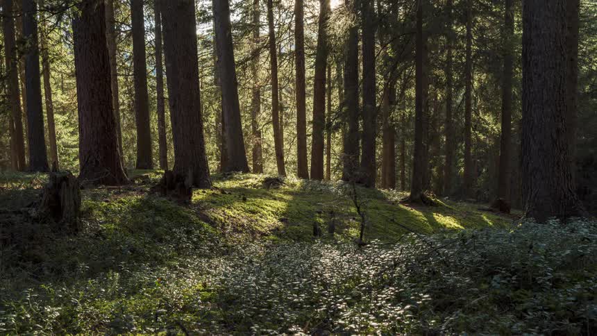 Panorama of a forest with sunlight reflection