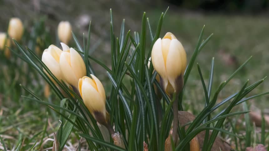 Yellow flowers are blossoming over time during spring