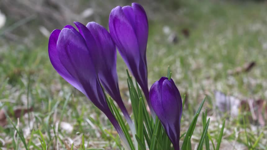 A purple flower is blossoming over time in the grassland field