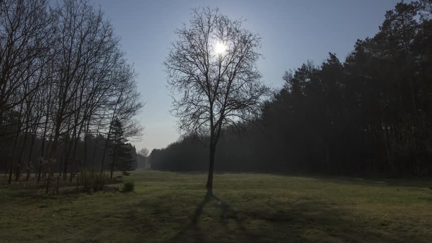 Landscape of trees in a forest with the sun on the horizon