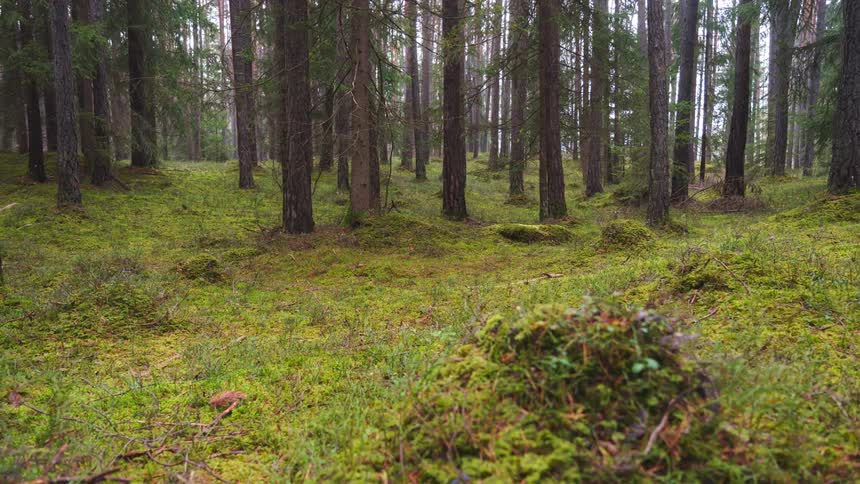 The bottom of the forest is covered with green grass