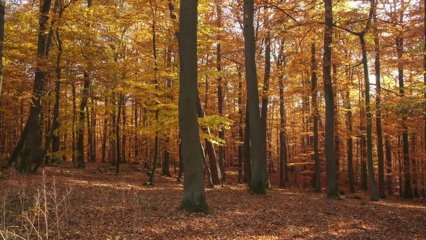 Leaves are falling on to the ground in the forest