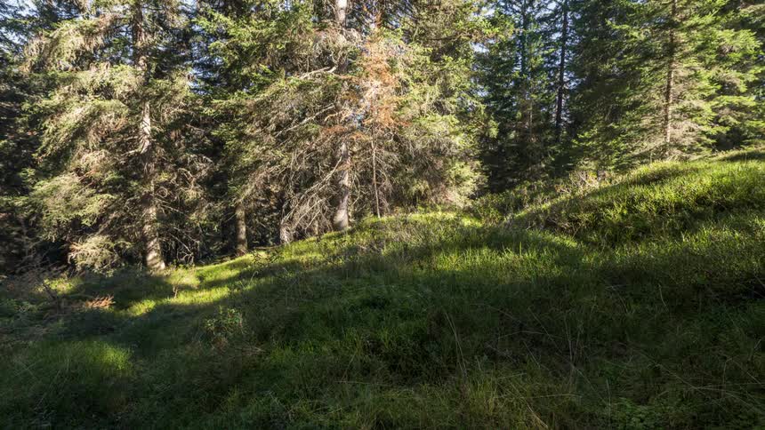 Time lapse of trees in a forest on a sunny day