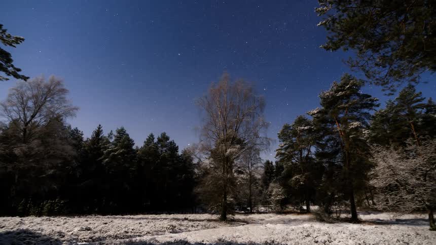 Time lapse view of the stars in the sky above the forest