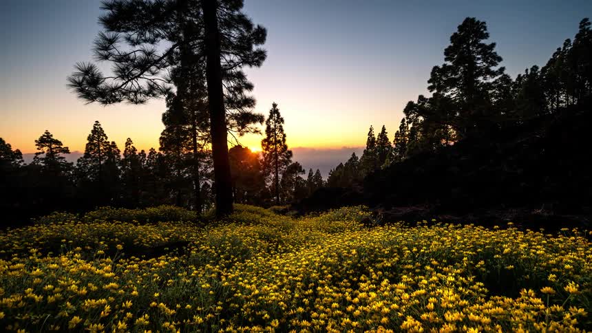 A landscape of a forest with several yellow flowers on the ground and it is getting dark and dark clouds take over the sky