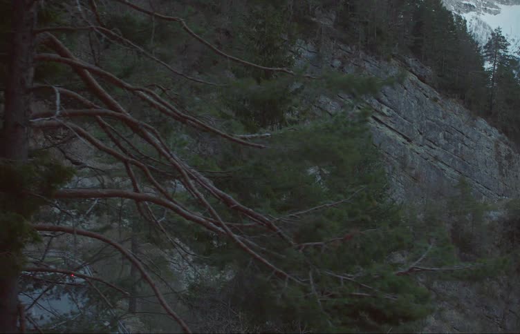 Pine trees are on the edge of the cliff